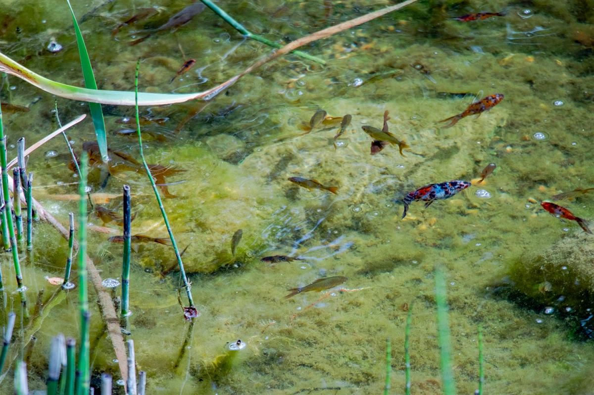 Garden - مستشفى مودست