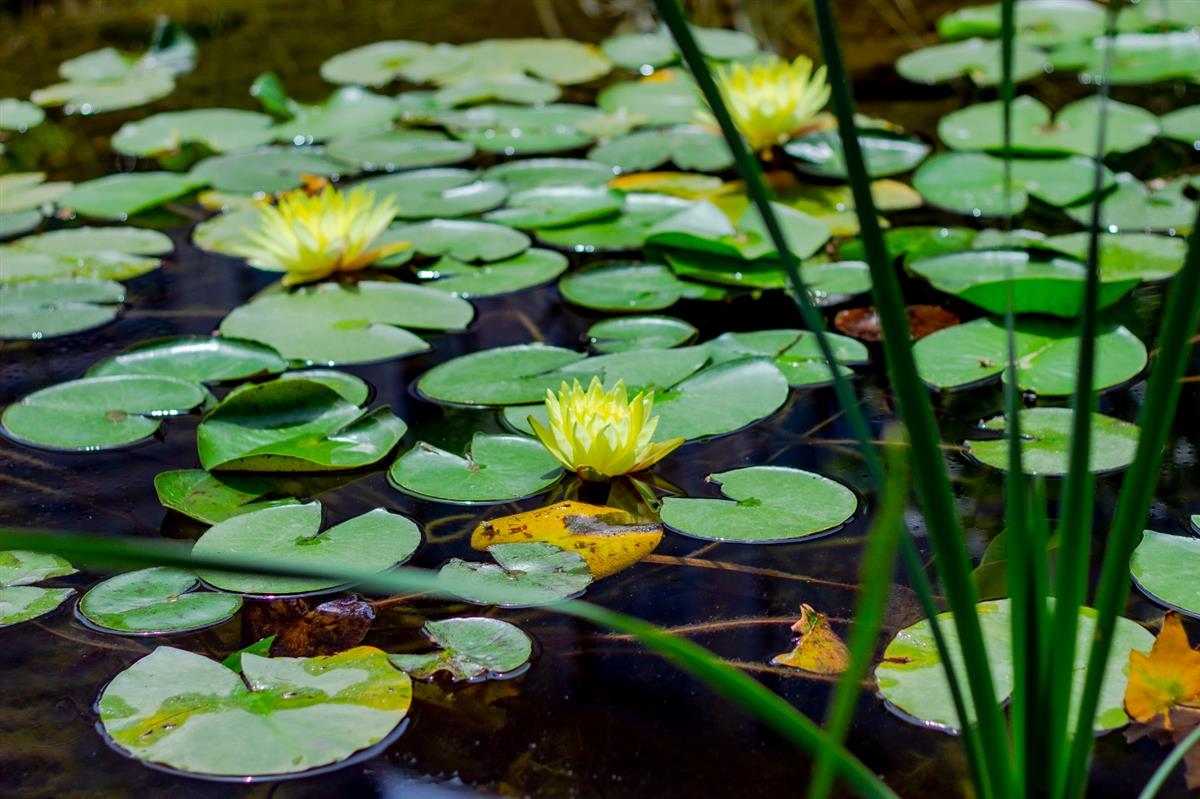 Garden - مستشفى مودست