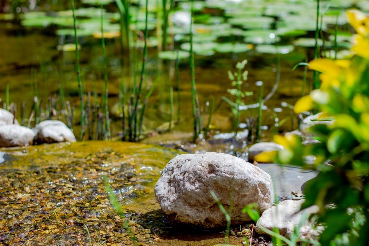 Garden - مستشفى مودست